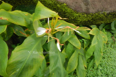 Hedychium spicatum